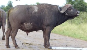 Flehmen African buffalo