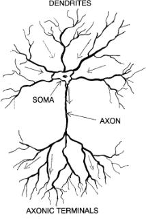 Neuron Structure Diagram