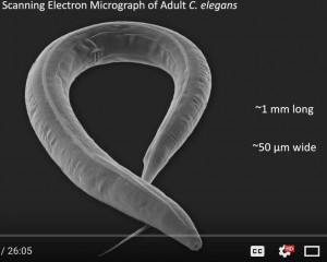 C elegans 3D electron microscope image