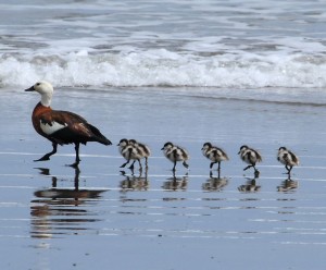 Dave Young https://commons.wikimedia.org/w/index.php?curid=8410673 Imprinting in Paradise Shellduck