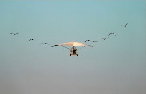 https://www.fws.gov/southeast/news/2013/093.html Whooping cranes after a plane