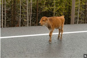 a calf who missed the imprinting window