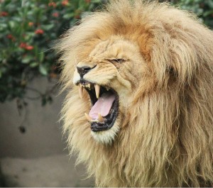 flehmen lion