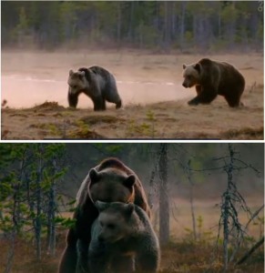 http://videos.howstuffworks.com/animal-planet/49486-viking-wilderness-bears-brawl-and-mate-video.htm Final stages of bears' courtship